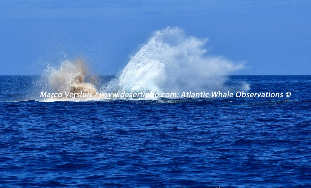 Desertinho Atlantic Whale observations: Sperm whale pooping