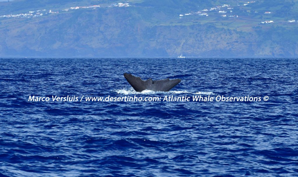 Desertinho Atlantic Whale observations: Sperm whale fluking