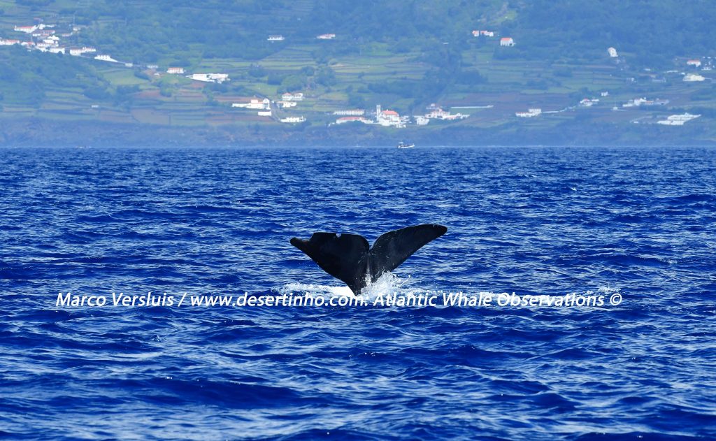 Desertinho Atlantic whale observations: Sperm whale Photo-ID