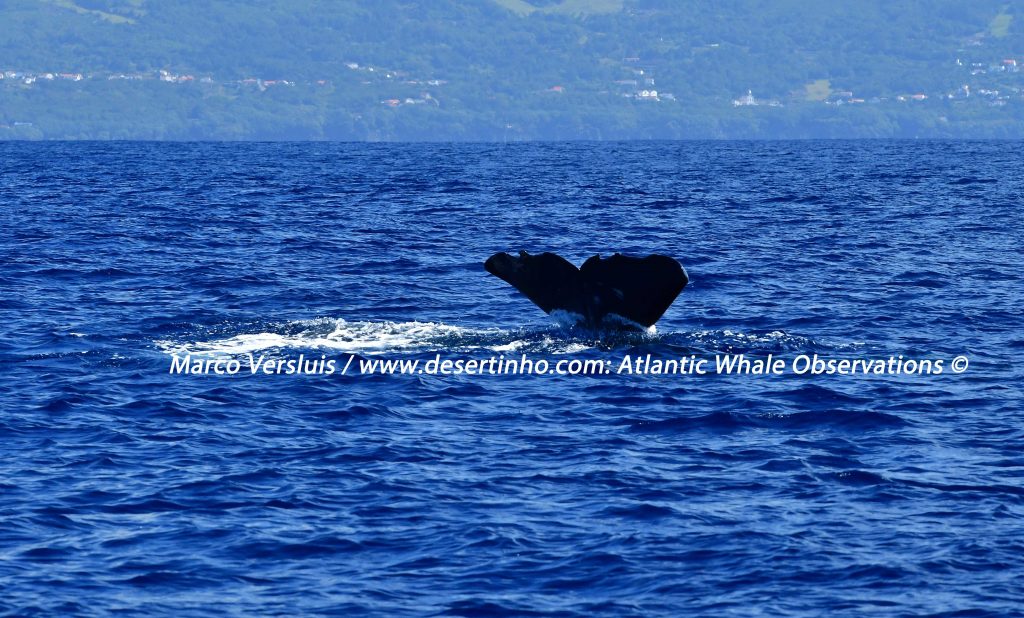 Desertinho Atlantic Whale observations: Sperm whale Photo-ID