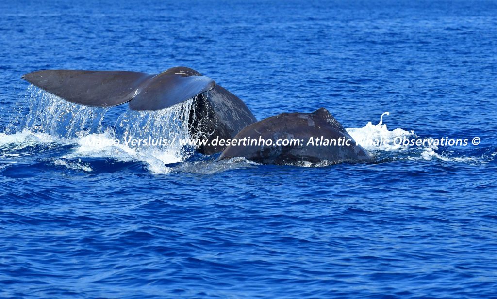 Desertinho Atlantic Whale observations: Sperm whales
