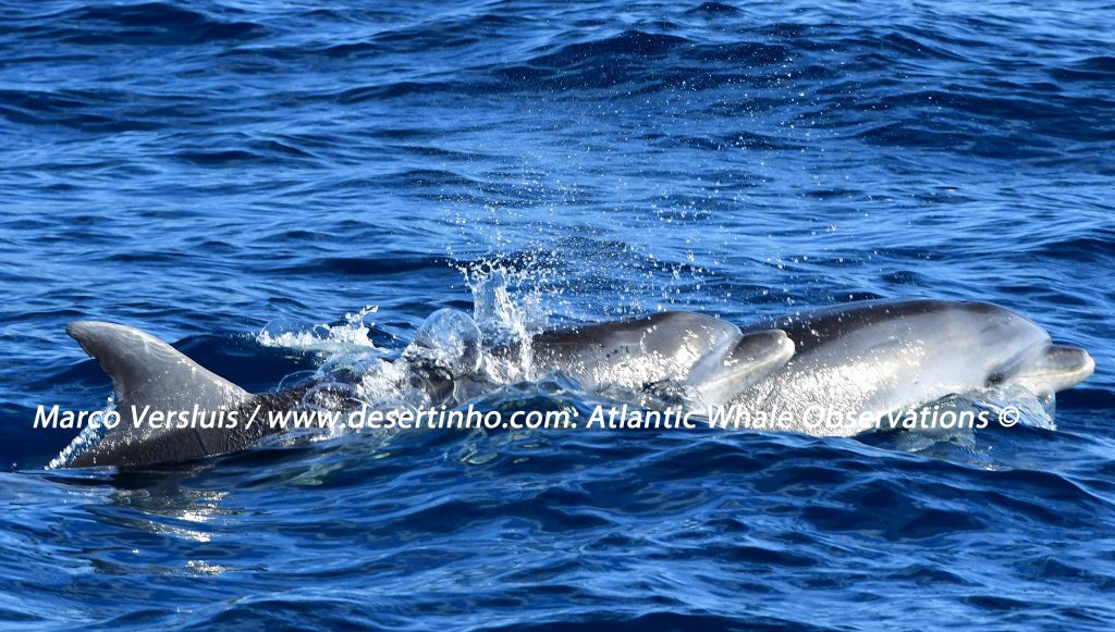 Desertinho Atlantic whale observations: Atlantic bottlenose dolphin