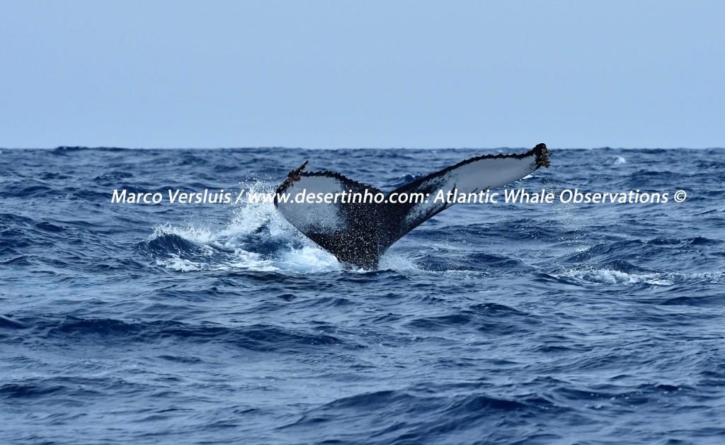 Desertinho Atlantic whale observations: Humpback whale Photo-ID