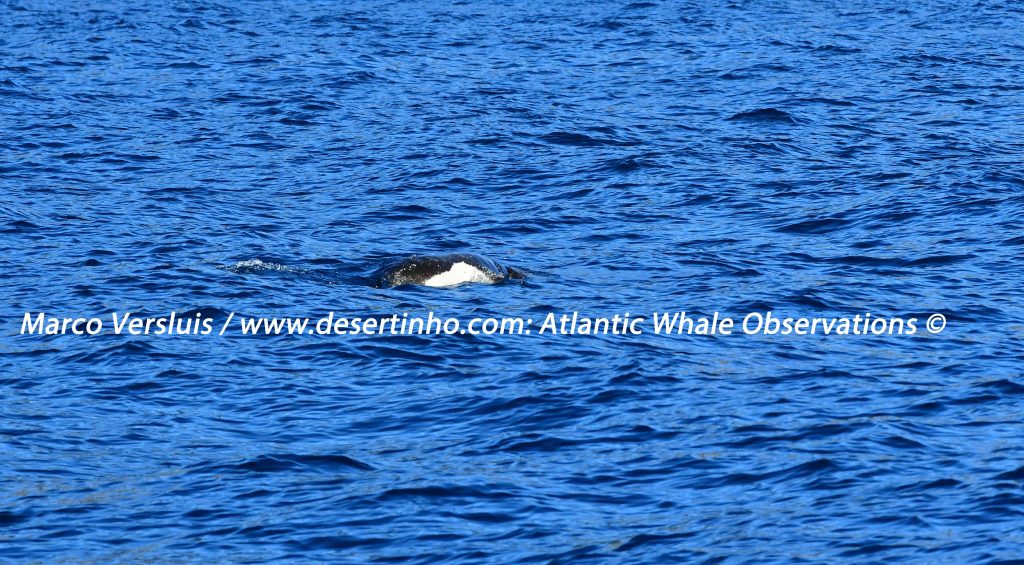 Desertinho Atlantic whale observations: Mediterenean monk seal