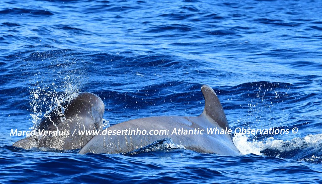 Desertinho Atlantic whale observations: Short finned Pilot whales