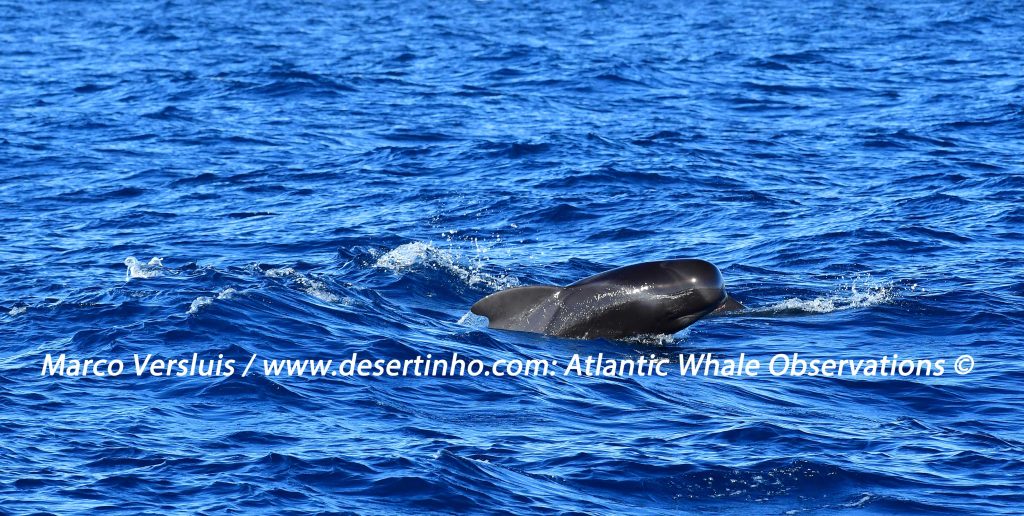 Desertinho Atlantic whale observations: Short finned Pilot whale