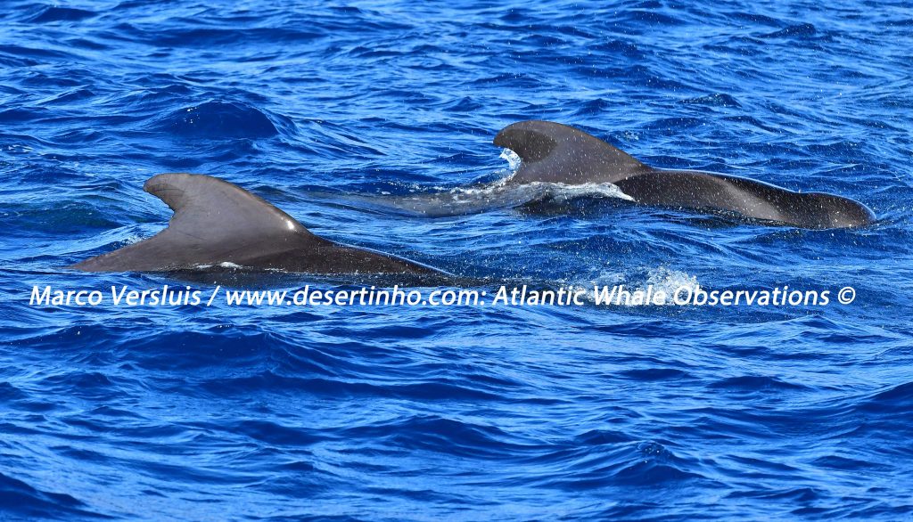 Desertinho Atlantic whale observations: Short finned pilot whales