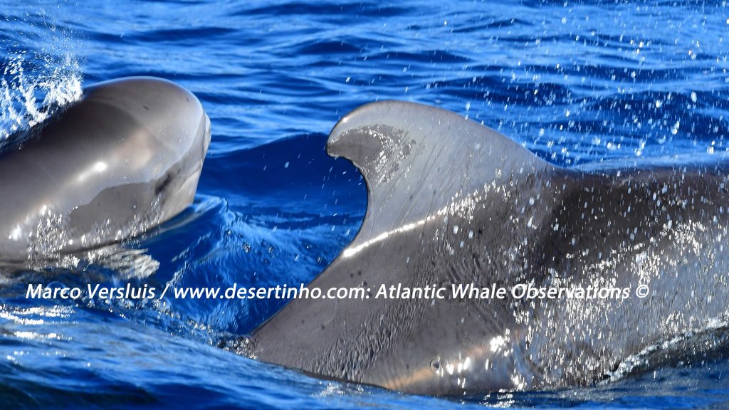 Desertinho Atlantic whale observations: Short finned pilot whales