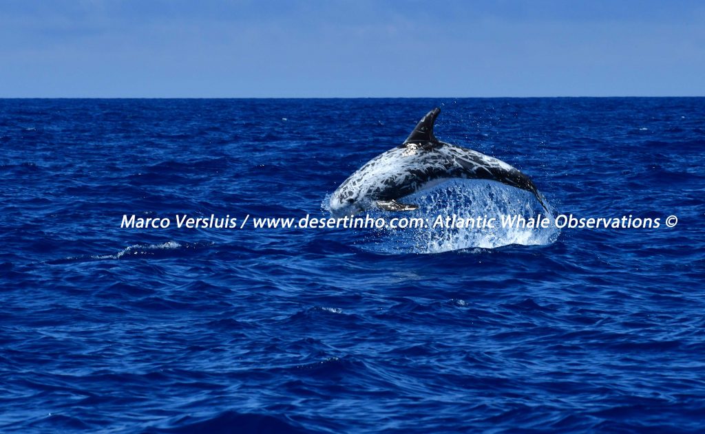 Desertinho Atlantic Whale observations: Risso's Dolphin