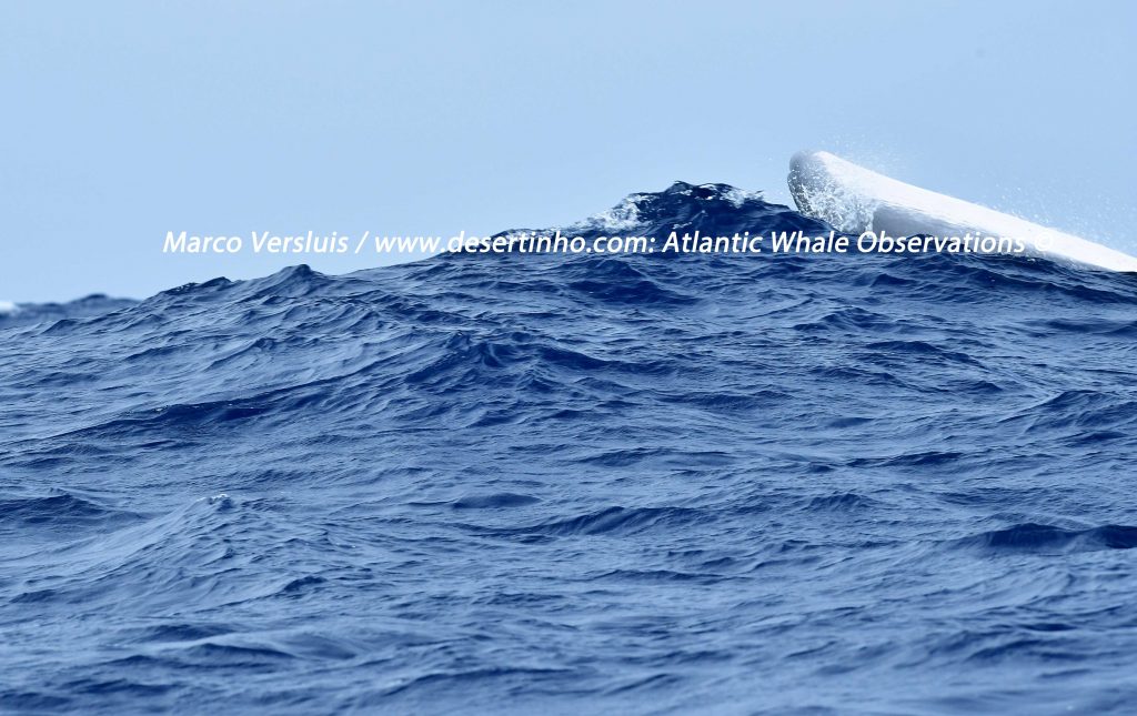 Desertinho Atlantic whale observations: Sei Whale upsight down