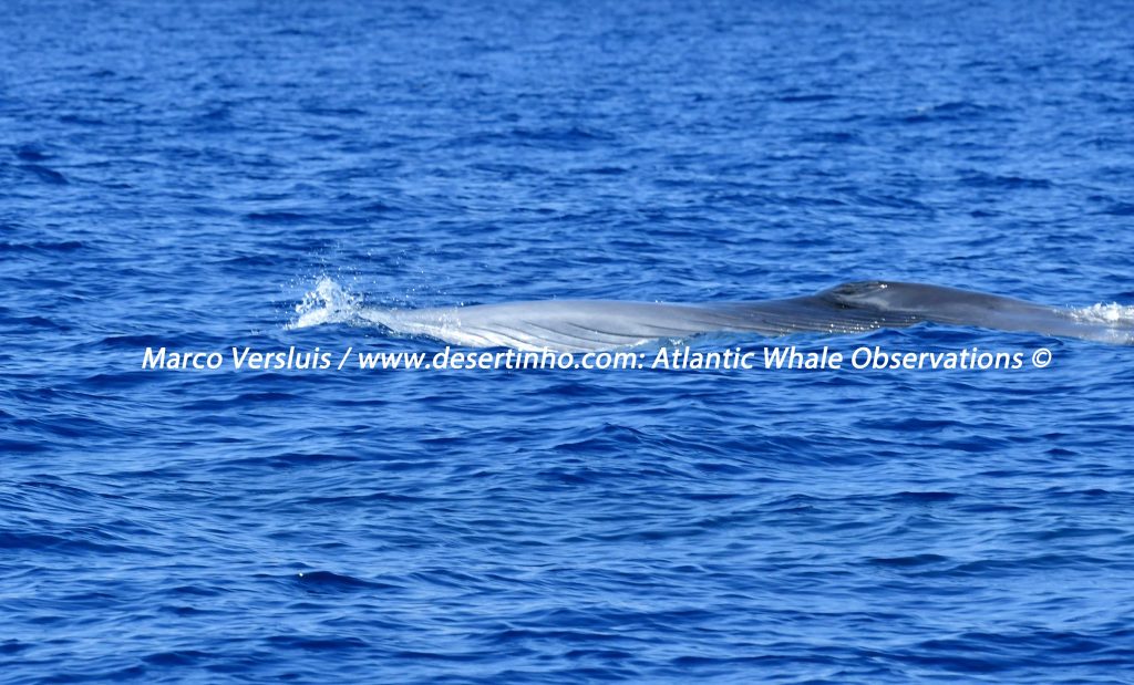 Desertinho Atlantic Whale observations: Sei Whale