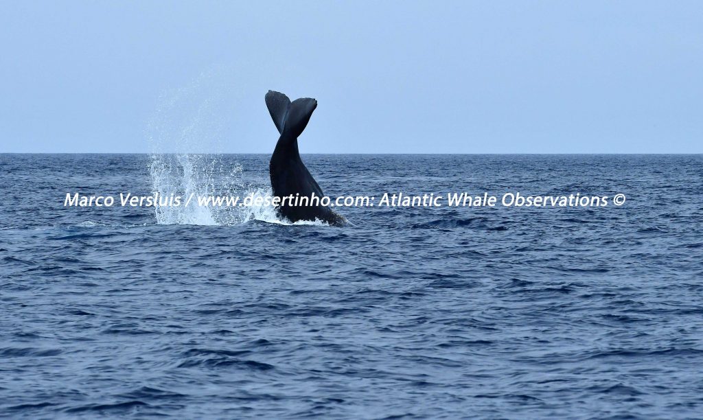 Desertinho Atlantic Whale observations: Sperm whale lobtailing