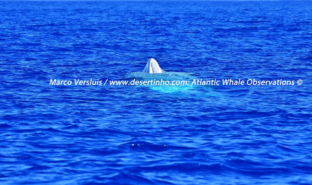 Desertinho Atlantic whale observations: Sperm whale Spyhopping