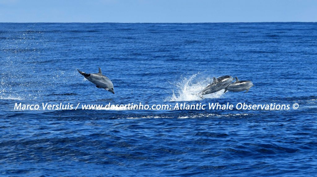 Desertinho Atlantic whale observations: Striped dolphins