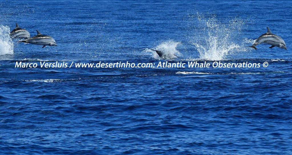 Desertinho Atlantic Whale observations: Striped dolphins