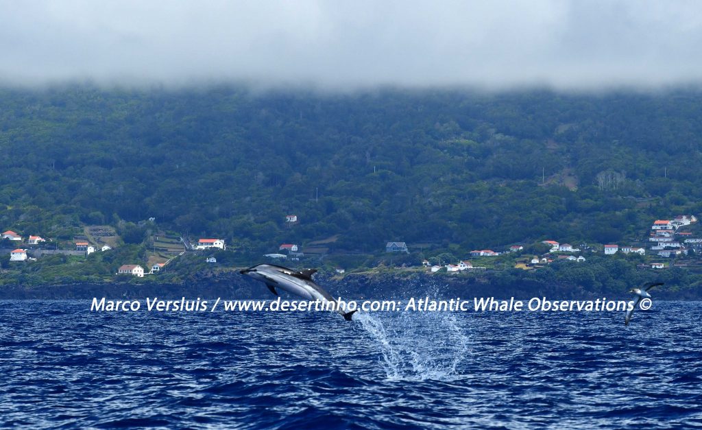 Desertinho Atlantic Whale observations: Striped dolphin