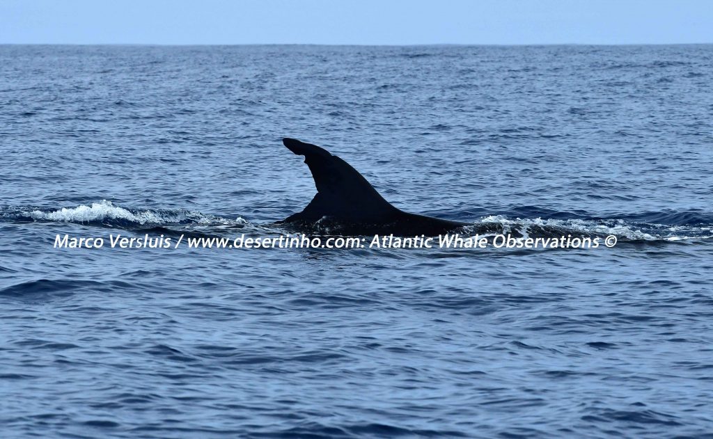 Desertinho Atlantic whale observations: Sei whale Photo-ID