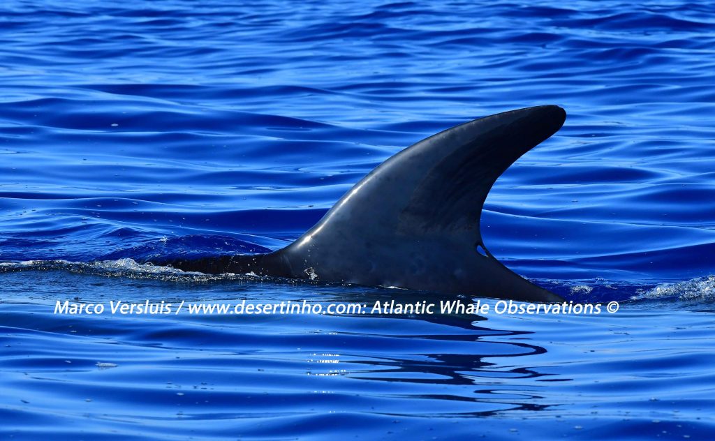 Desertinho Atlantic whale observations:Sei whale Photo-ID