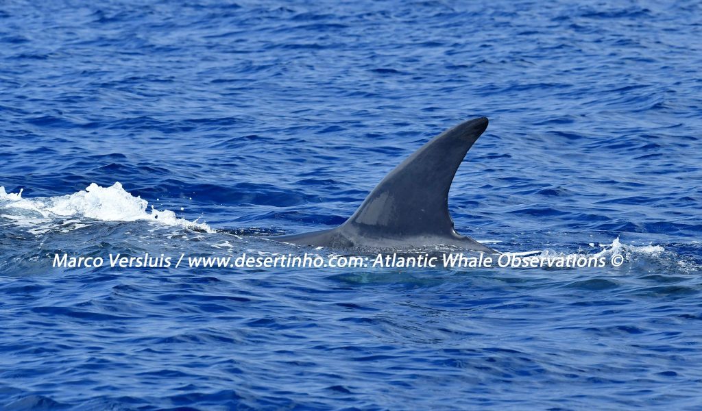 Desertinho Atlantic whale observations: Sei whale Photo-ID