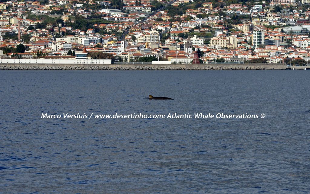 Desertinho Atlantic whale observations: Blainville’s beaked whale