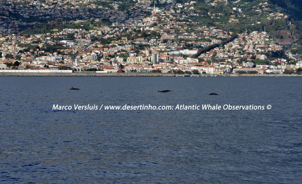 Desertinho Atlantic whale observations: Blainville’s beaked whale