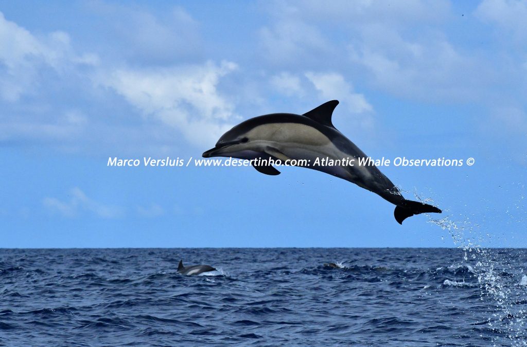 Desertinho Atlantic whale observations: Common dolphin