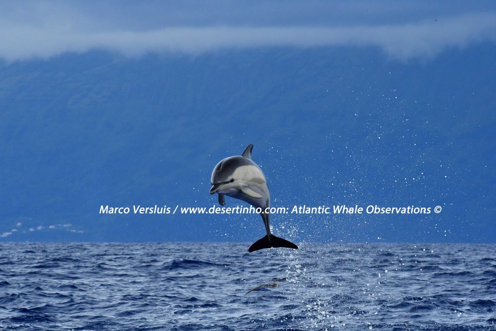 Desertinho Atlantic whale observations: Common dolphin