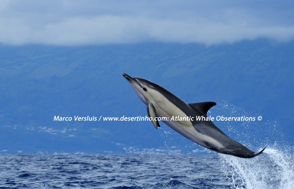 Desertinho Atlantic whale observations: Common dolphin