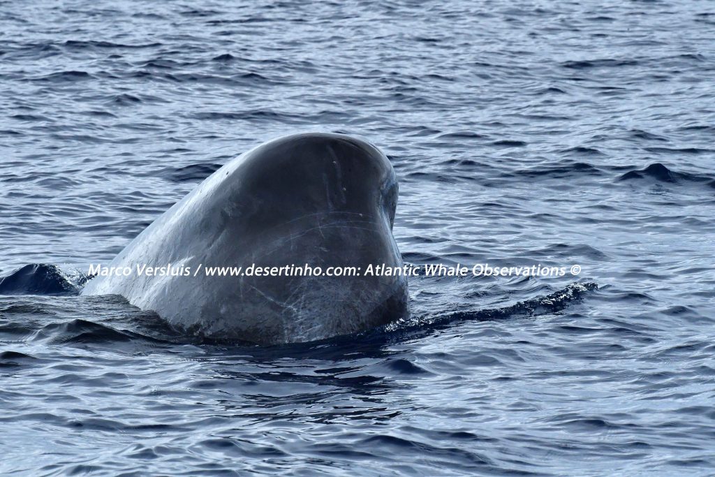 Desertinho Atlantic whale observations: Sperm whale spy hopping