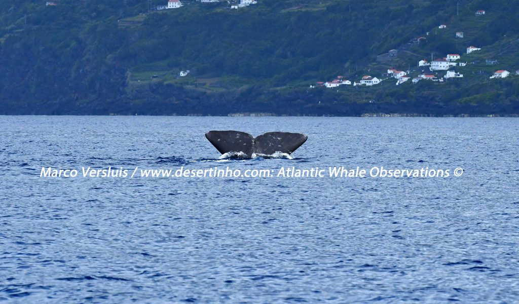 Desertinho Atlantic whale observations: Sperm whale Photo-ID