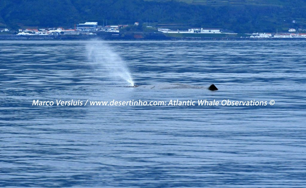 Desertinho Atlantic Whale observations: Sperm whale