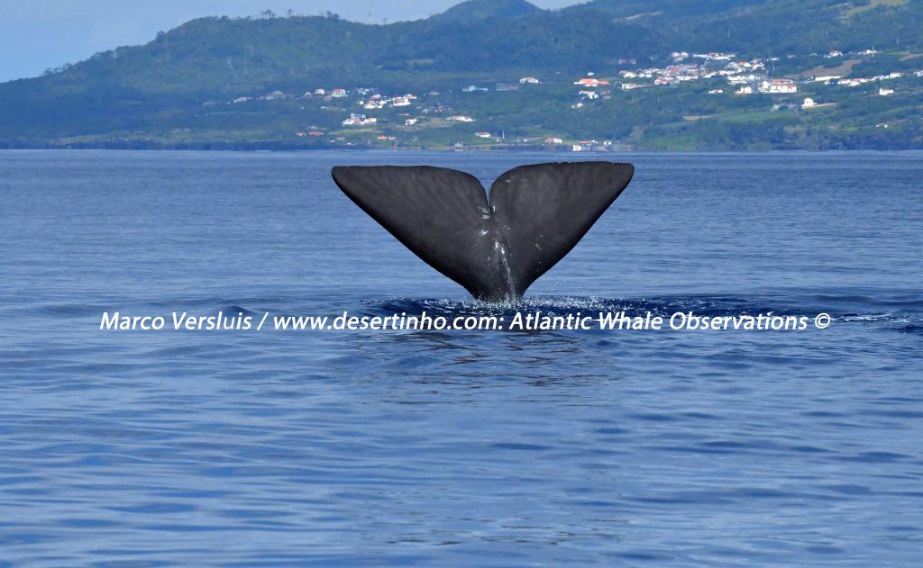 Desertinho Atlantic whale observations: Sperm whale Photo-ID