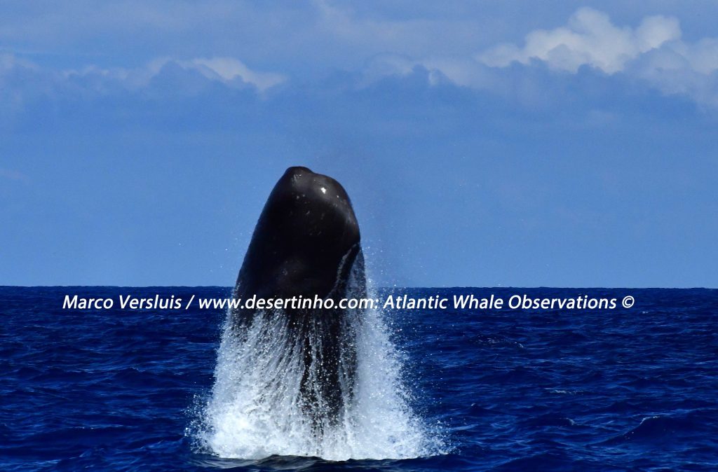 Desertinho Atlantic Whale observations: Sperm whale breaching.