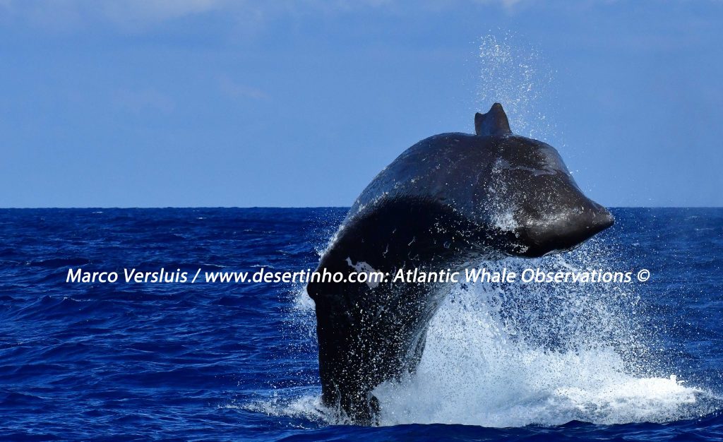 Desertinho Atlantic Whale observations: Whale Observations