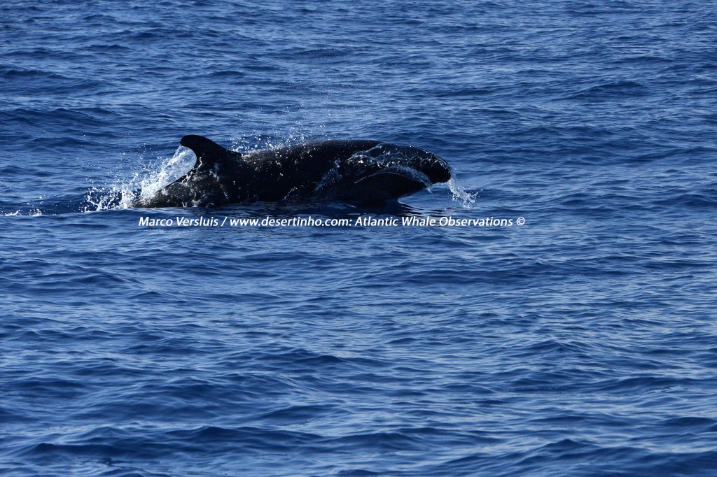 Desertinho Atlantic whale observations: False Killer whale