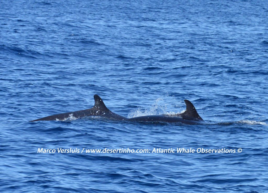 Desertinho Atlantic whale observations: False Killer whale Photo-ID