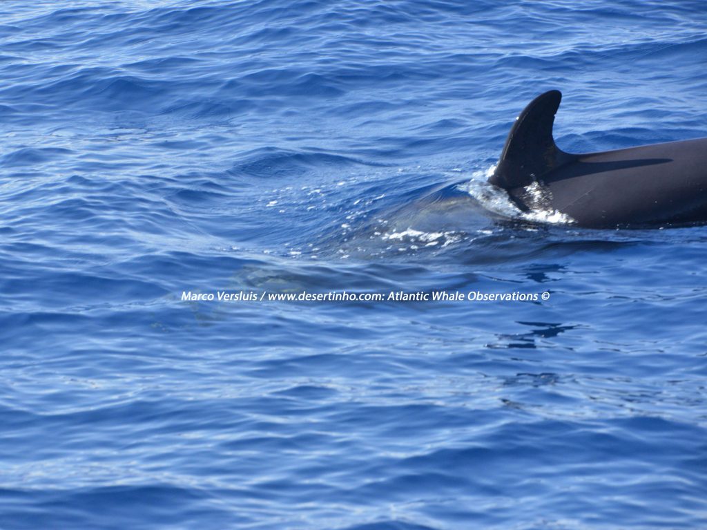 Desertinho Atlantic whale observations: False Killer whale Photo-ID