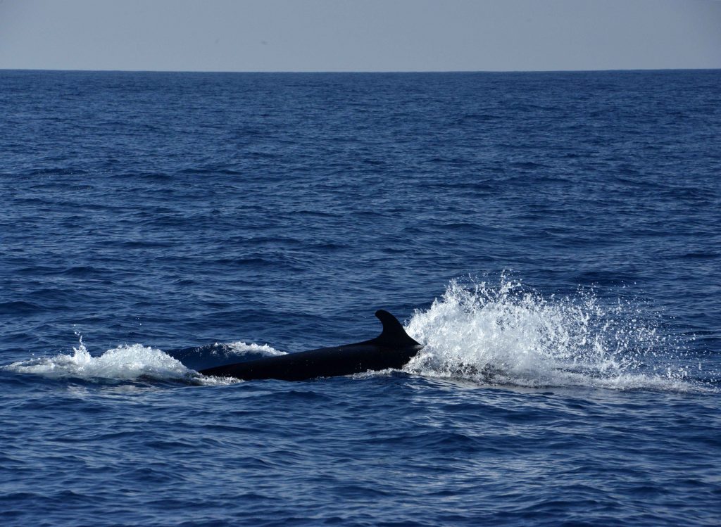 Desertinho Atlantic whale observations: False Killer whale Photo-ID