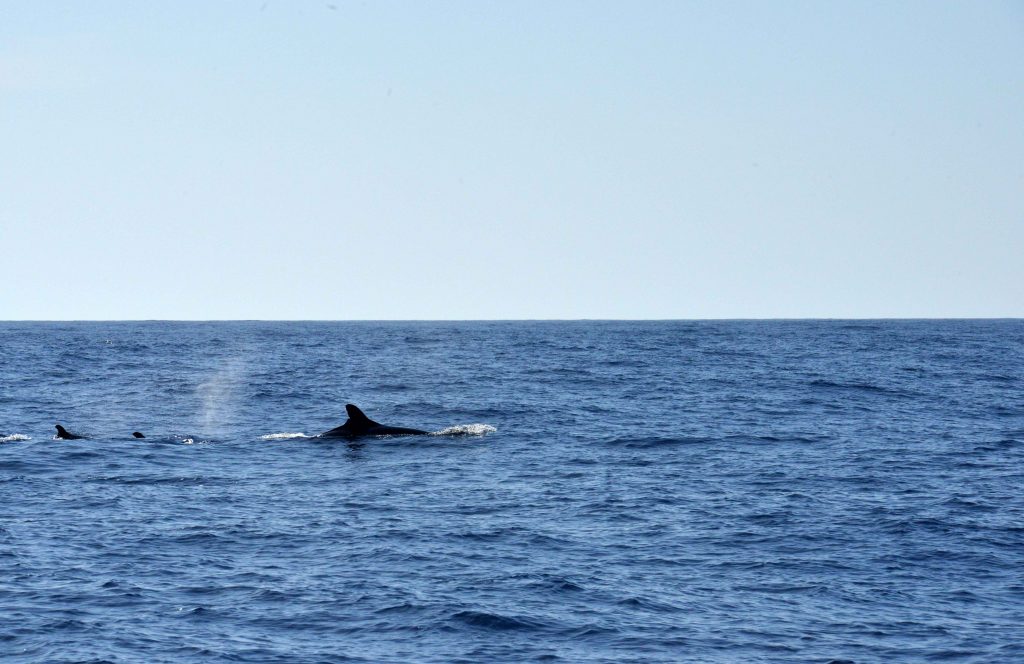 Desertinho Atlantic whale observations: False Killer whale Photo-ID