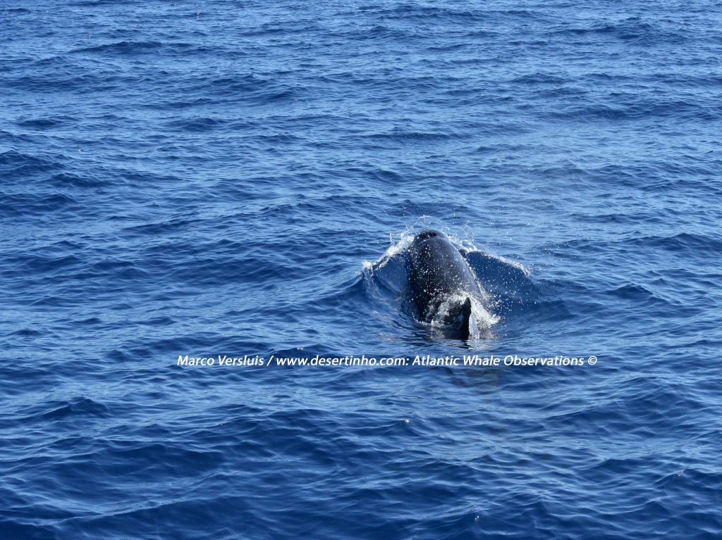 False Killer whale