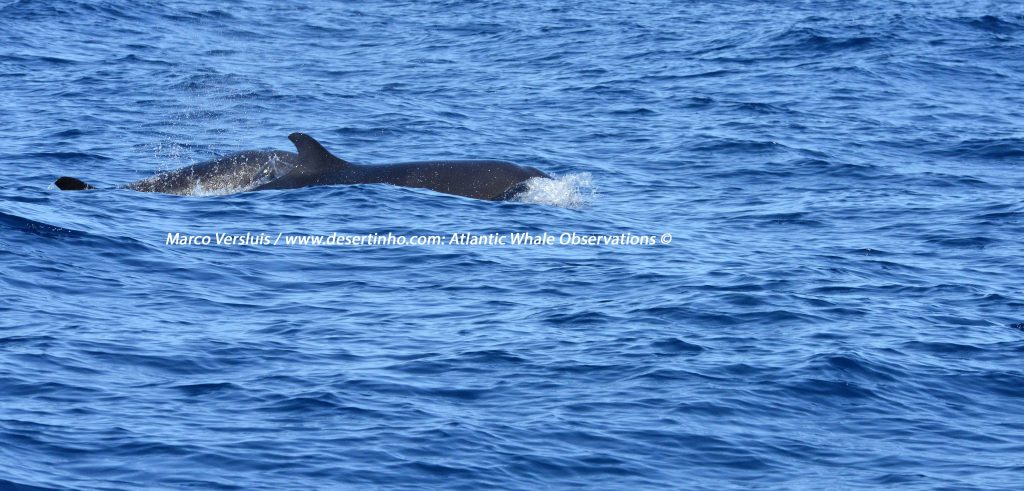 False Killer whales