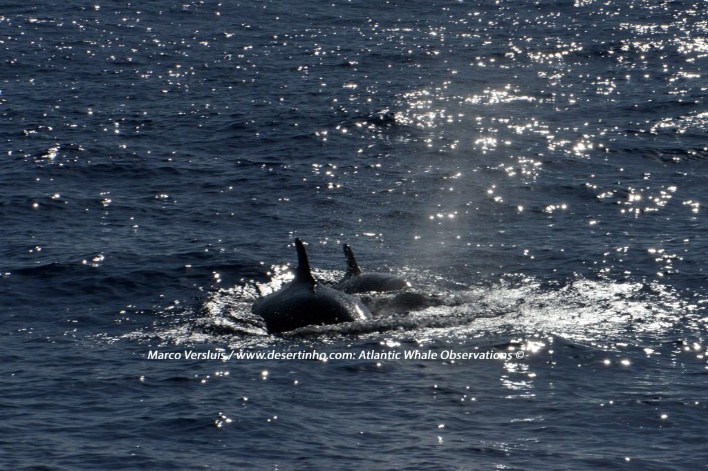 False Killer whales