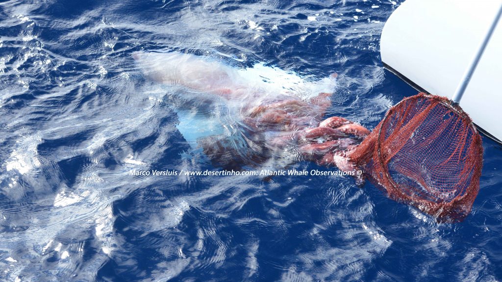 Desertinho Atlantic whale observations: Giant Squid