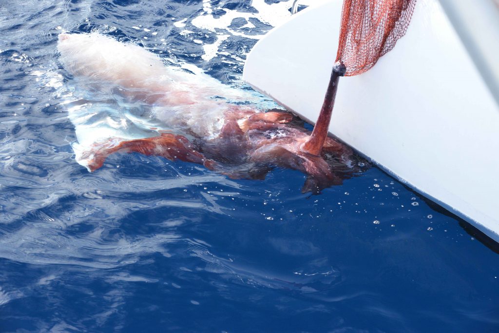 Desertinho Atlantic whale observations: Giant Squid