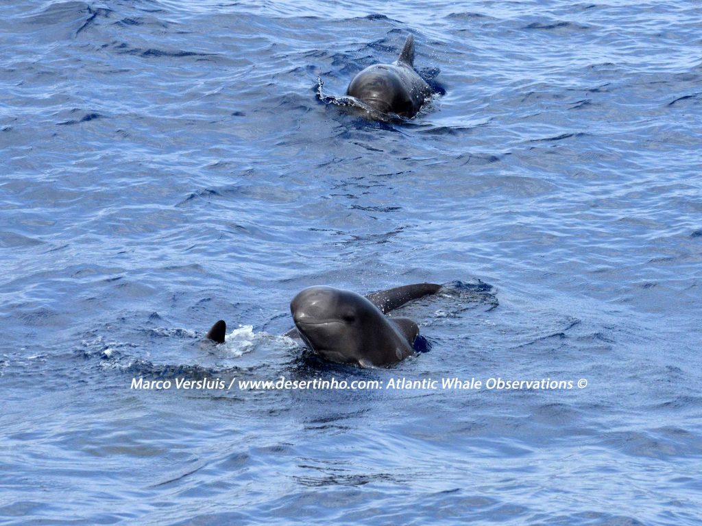 Desertinho Atlantic whale observations: Short finned Pilot whale baby