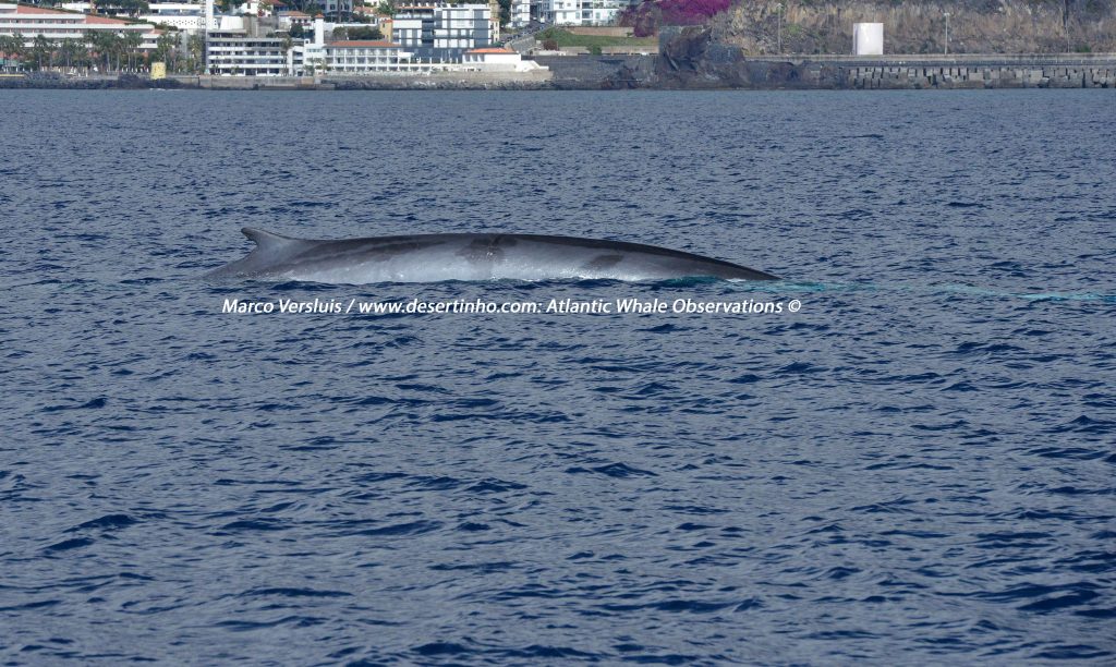 Desertinho Atlantic whale observations: Sloughing common Fin whale