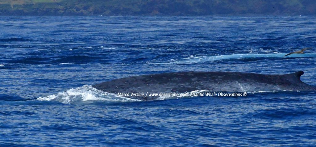 Desertinho Atlantic Whale observations: Blue whale Photo-ID