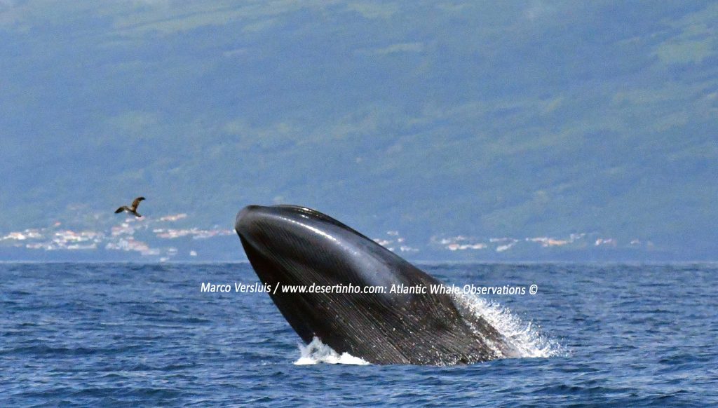 Desertinho Atlantic Whale observations: Blue whale breaching