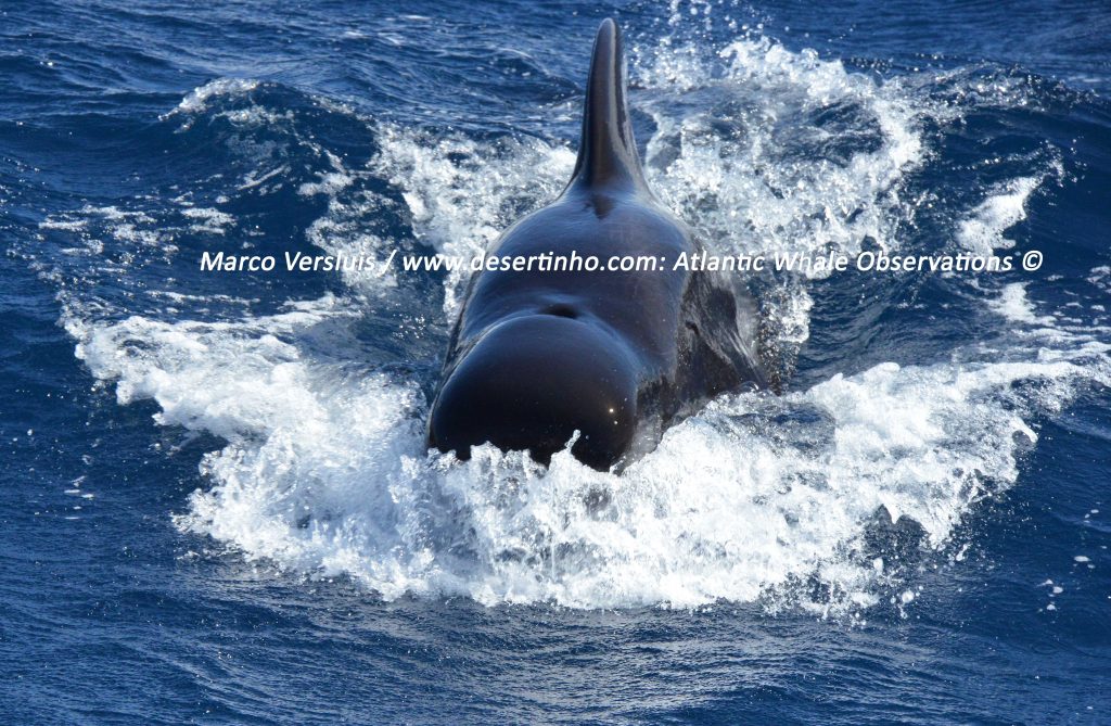 Desertinho Atlantic whale observations: Short finned pilot whale bull