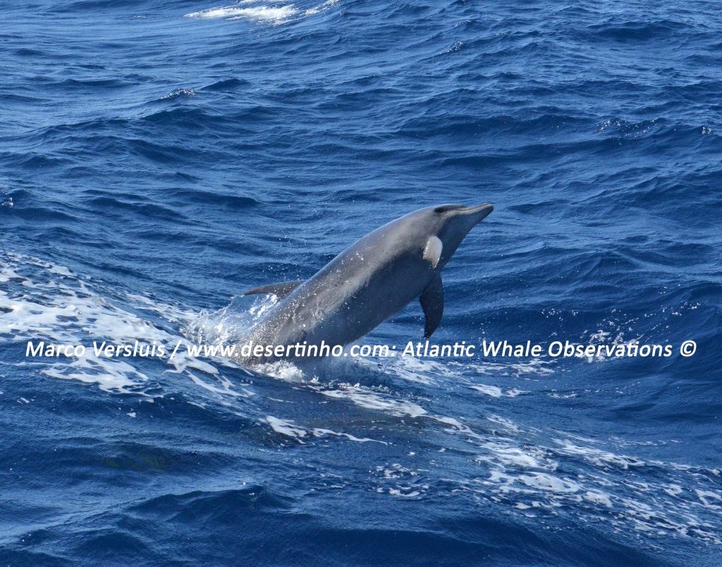 Desertinho Atlantic Whale observations: Atlantic bottlenose dolphin